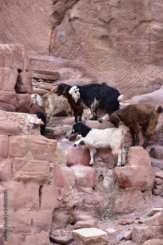 mountain goats