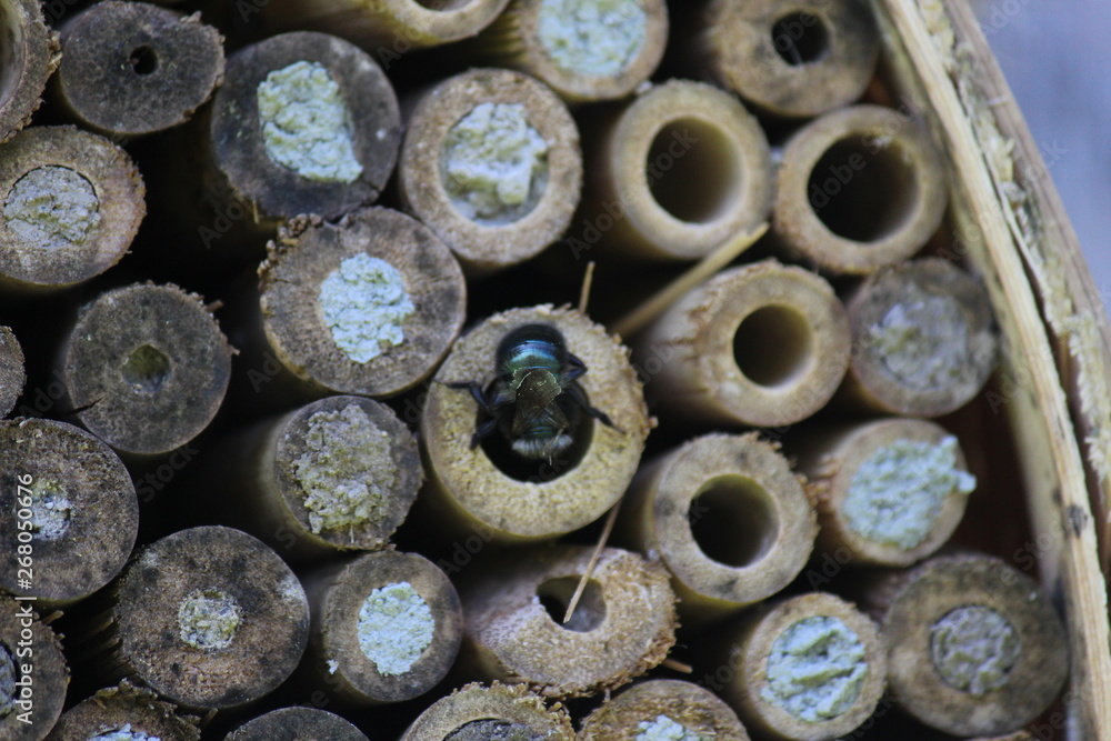 Mason Bee pollination protect nature Mason Bee pollination protect nature
