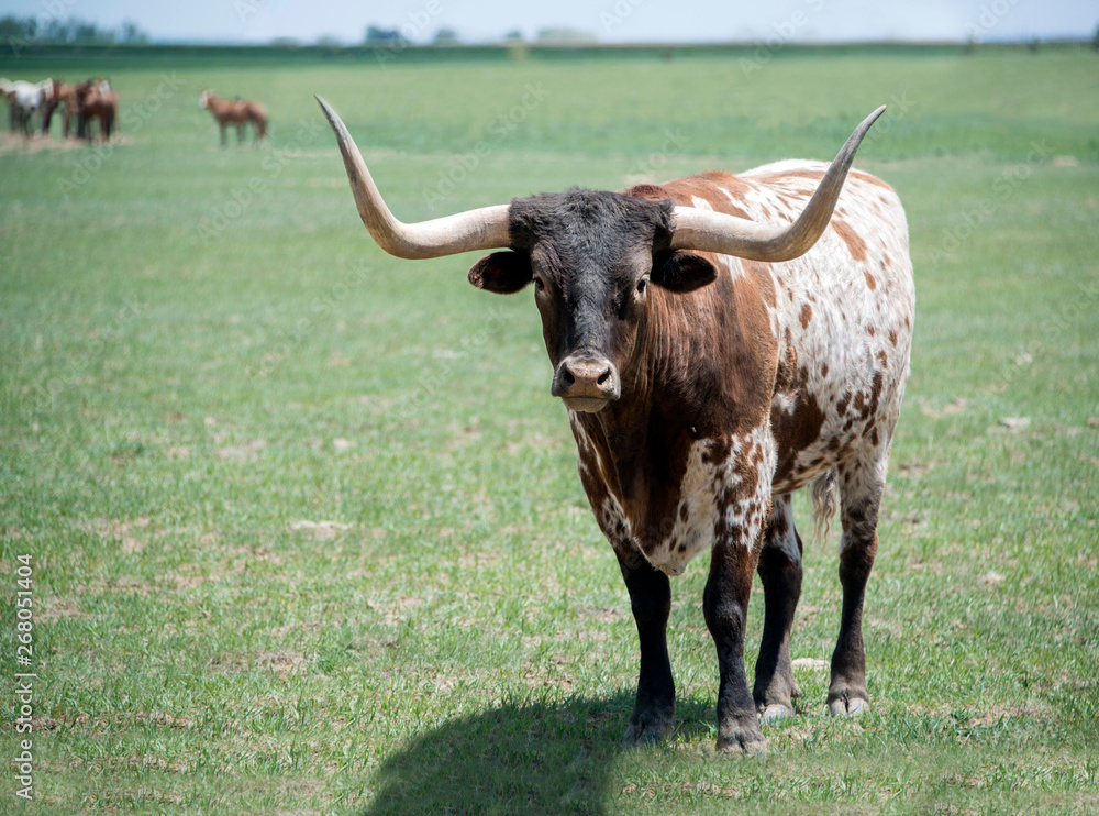 texas longhorn male