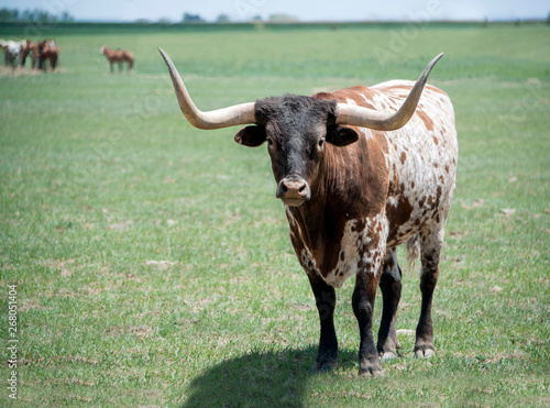 Texas longhorn bull steer cow with long horns standing in green pasture