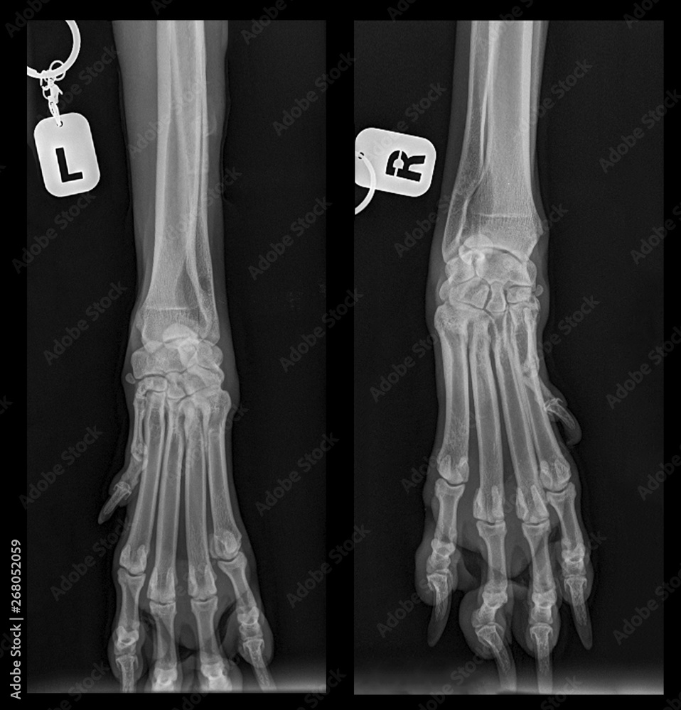 Xray picture of a dog. Dog's paws. Joints, bones, muscles. A real X