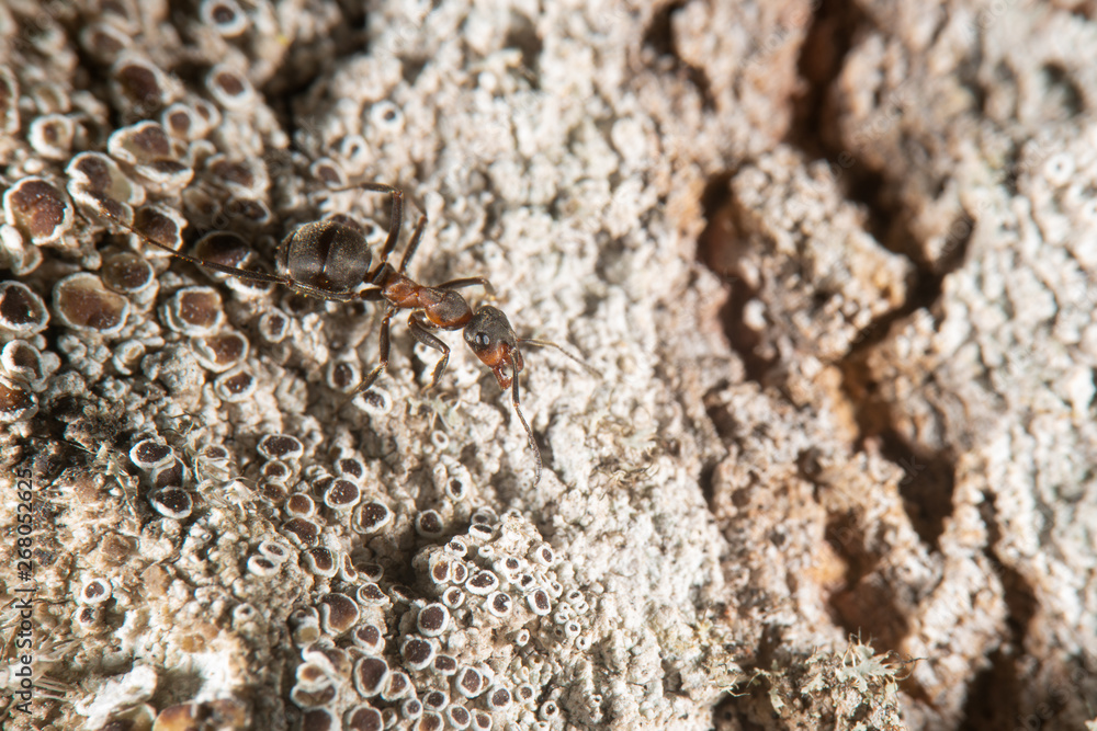 Red wood ant on a tree Red wood ant on a tree