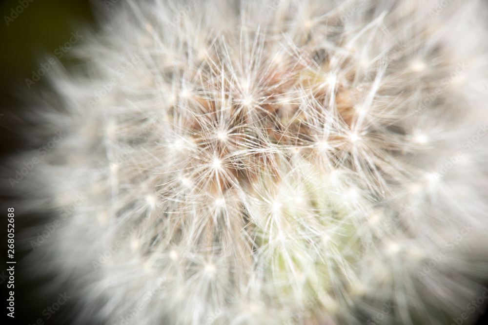 Fototapeta premium Dandelion in late spring