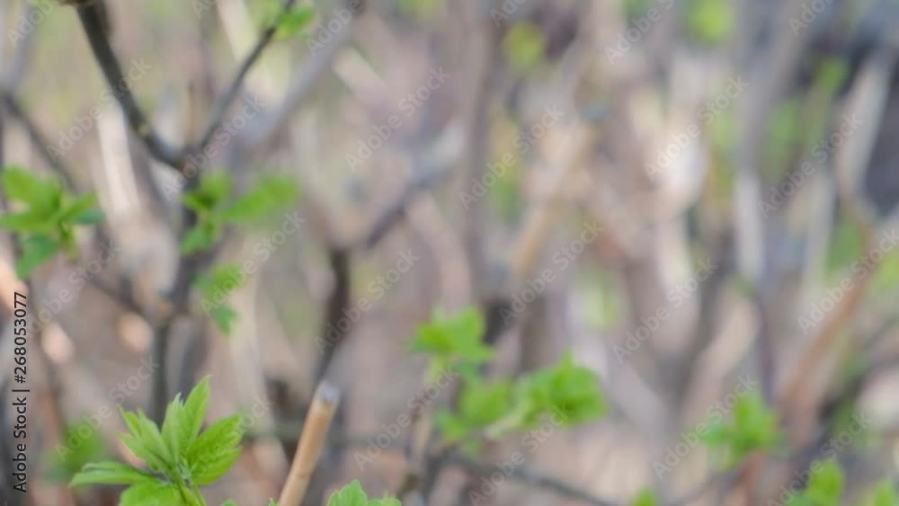 tree in forest closeup with focus on twigs with freshleaves tree in forest closeup with focus on twigs with freshleaves