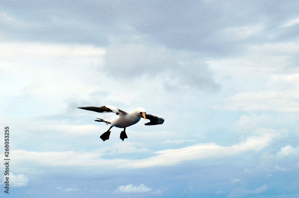 Obraz premium Seabird Masked Booby in flight.