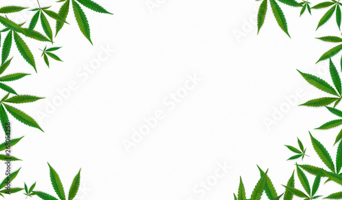 Small Cannabis Leaves Forming A Frame Isolated on White Background