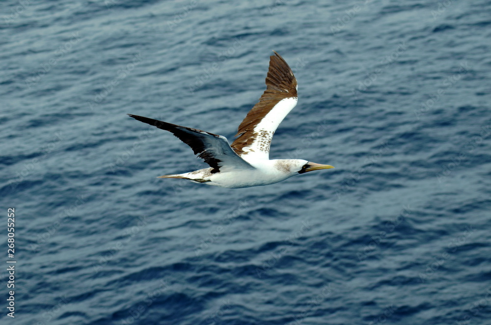Seabird, Masked Booby, flying over the sea. Seabird, Masked Booby, flying over the sea.