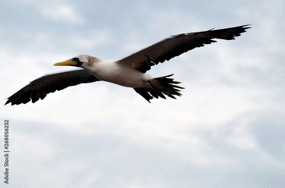 Flying seabird, Masked Booby (Sula dactylatra) Flying seabird, Masked Booby (Sula dactylatra)
