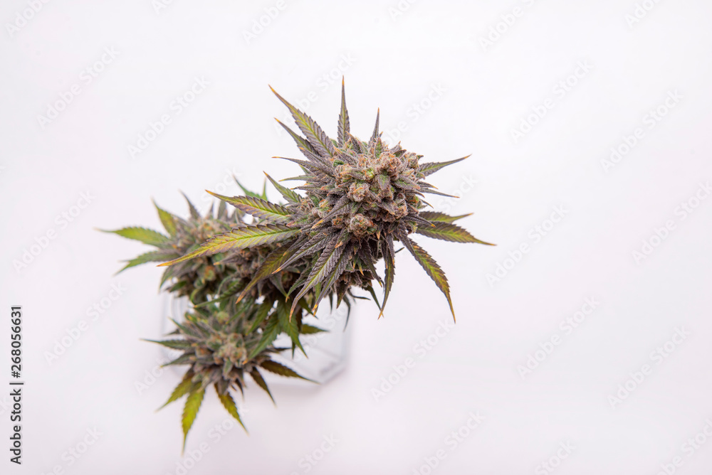 Cannabis flower (CBD dream strain) isolated over white background Stock