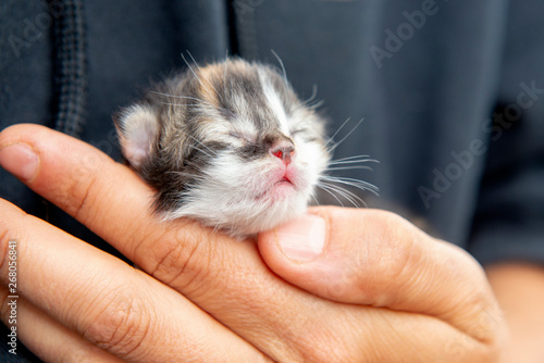 Hands holding newborn calico kitten