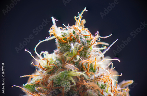 Macro detail of Cannabis flower (sour diesel strain) isolated over blac