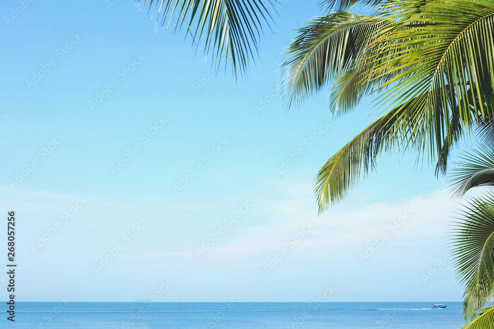 Coconut palm tree leaves with blue sky, tropical palms at sunny summer day. Free copy space.
