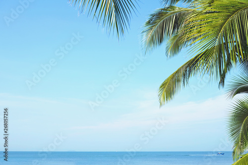 Fototapeta Naklejka Na Ścianę i Meble -  Coconut palm tree leaves with blue sky, tropical palms at sunny summer day. Free copy space.
