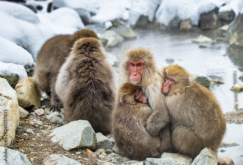Japanese macaques. Close up  group portrait. The Japanese macaque ( Scientific name: Macaca fuscata), also known as the snow monkey. Natural habitat, winter season. © Uryadnikov Sergey