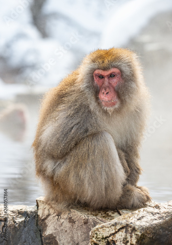 Japanese macaque on the stone, near natural hot springs. Scientific name: Macaca fuscata, also known as the snow monkey. Natural habitat. Japan. © Uryadnikov Sergey