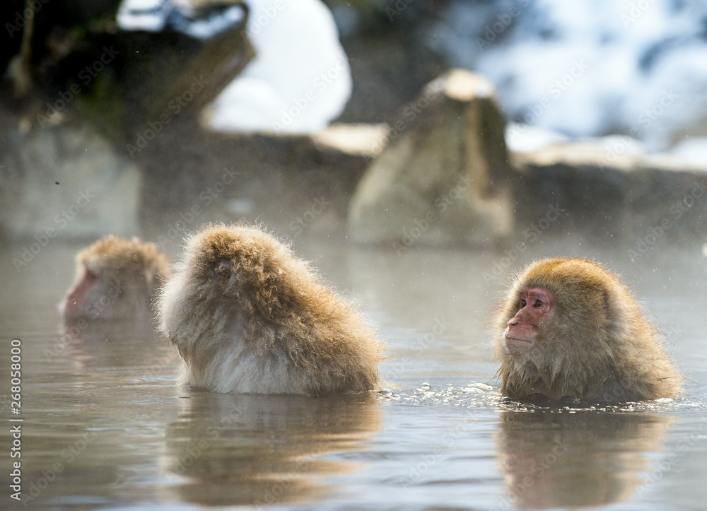 Japanese macaque in the water of natural hot springs, steam above water. Onsen. The Japanese macaque, Scientific name: Macaca fuscata, also known as the snow monkey. Natural habitat, winter season. Japanese macaque in the water of natural hot springs, steam above water. Onsen. The Japanese macaque, Scientific name: Macaca fuscata, also known as the snow monkey. Natural habitat, winter season.