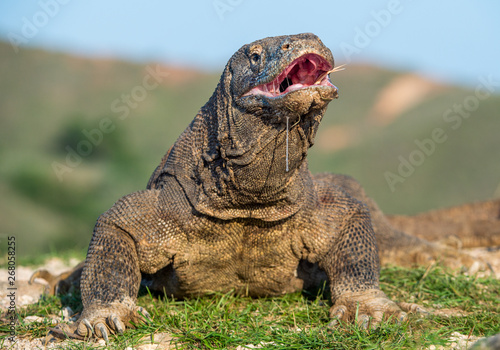 The Komodo dragon  raised the head and opened a mouth. Scientific name: Varanus komodoensis, It is the biggest living lizard in the world. Natural habitat. Island Rinca. Indonesia. © Uryadnikov Sergey