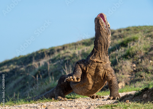 The Komodo dragon  raised the head and opened a mouth. Scientific name: Varanus komodoensis, It is the biggest living lizard in the world. Natural habitat. Island Rinca. Indonesia. © Uryadnikov Sergey