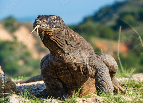 Komodo dragon with stuck out his forked tongue sniff air. Scientific name: Varanus komodoensis. Biggest in the world living lizard in natural habitat. Island Rinca. Indonesia.
