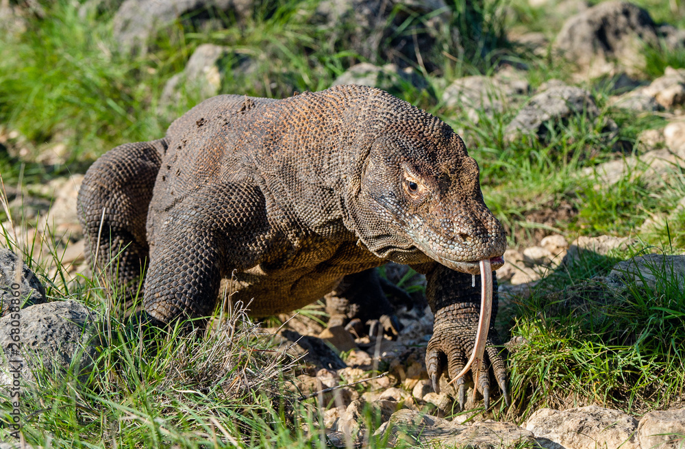 Komodo dragon with stuck out his forked tongue sniff air. Scientific name: Varanus komodoensis. Biggest in the world living lizard in natural habitat. Island Rinca. Indonesia. Komodo dragon with stuck out his forked tongue sniff air. Scientific name: Varanus komodoensis. Biggest in the world living lizard in natural habitat. Island Rinca. Indonesia.