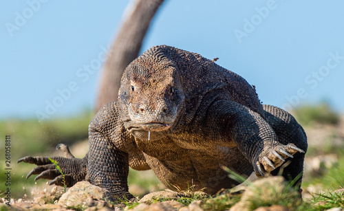 Walk of Komodo dragon. Front view. Scientific name  Varanus komodoensis.  Natural habitat. Biggest living lizard in the world.  island Rinca. Indonesia.