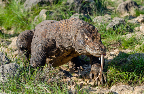 Komodo dragon with stuck out his forked tongue sniff air. Scientific name  Varanus komodoensis. Biggest in the world living lizard in natural habitat. Island Rinca. Indonesia.