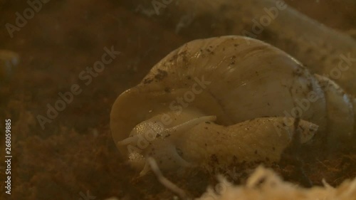 Snail close up outofdoor view photo