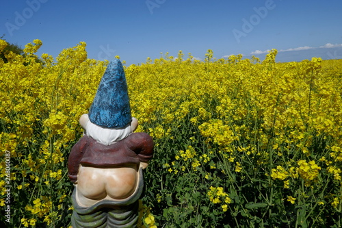 Garden Gnome, rear view,  in front of blooming rape field (Not protected by copyright) photo