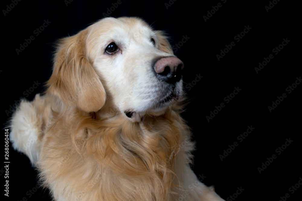 Golden retriever