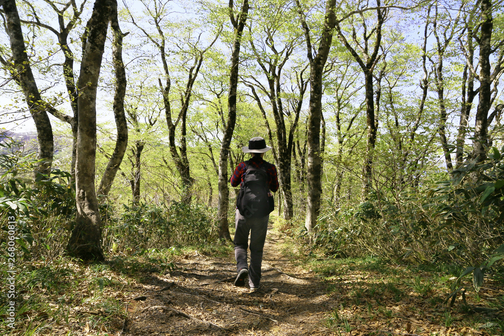 Fototapeta premium 禿岳登山道のブナ林を歩く女性