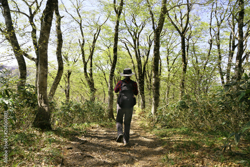 Wallpaper Mural 禿岳登山道のブナ林を歩く女性 Torontodigital.ca