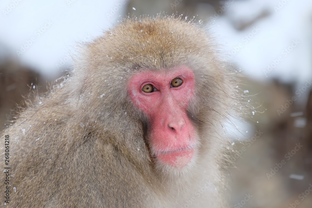Close Up snow monkey onsen (macaques) in the pool in winter at the snow monkey park, Japan Close Up snow monkey onsen (macaques) in the pool in winter at the snow monkey park, Japan