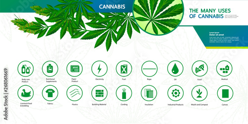 Elegant cannabis grand vector illustration.