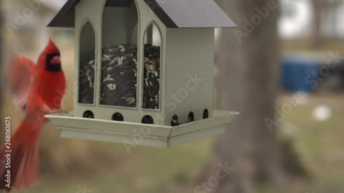 Male Cardinal Bird approaches Hanging Feeder in Slow Motion