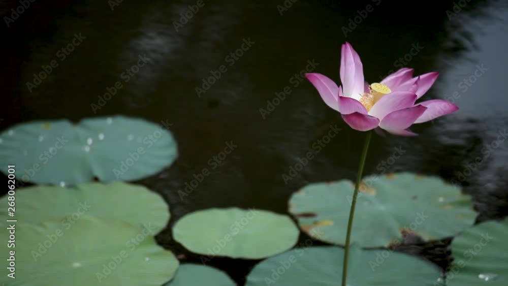Red Lotus Flower In The Peaceful Pond with wind blowing gently Red Lotus Flower In The Peaceful Pond with wind blowing gently