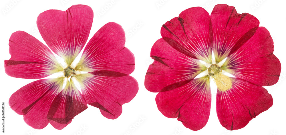 Pressed and dried pink flower wild rose, isolated on white