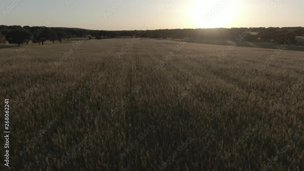 drone video in the meadow of Extremadura at sunset drone video in the meadow of Extremadura at sunset