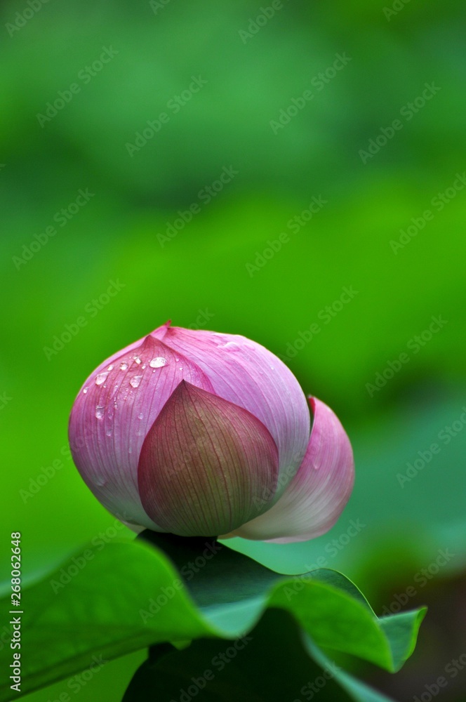 雨に濡れた蓮の花弁が開きかけている