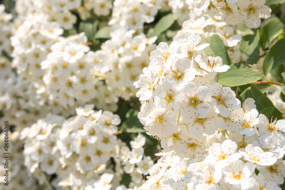 spring bloom of white shrub flowers spring bloom of white shrub flowers