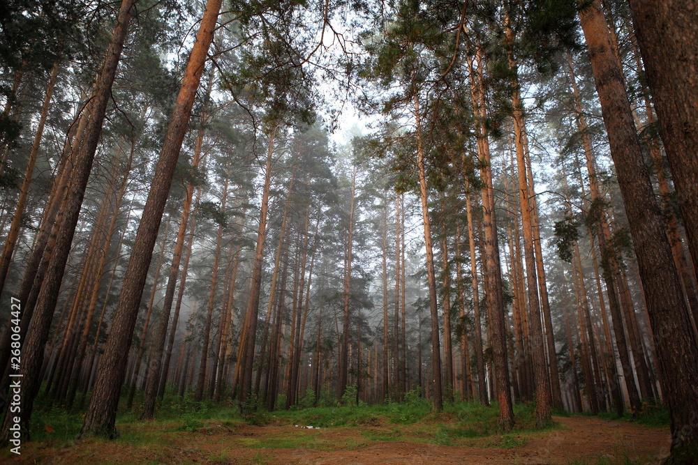Obraz premium forest in autumn