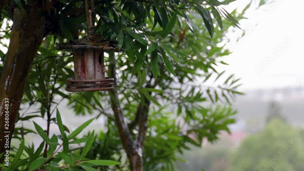 Birdcage on a tree caught in the rain during a storm Birdcage on a tree caught in the rain during a storm