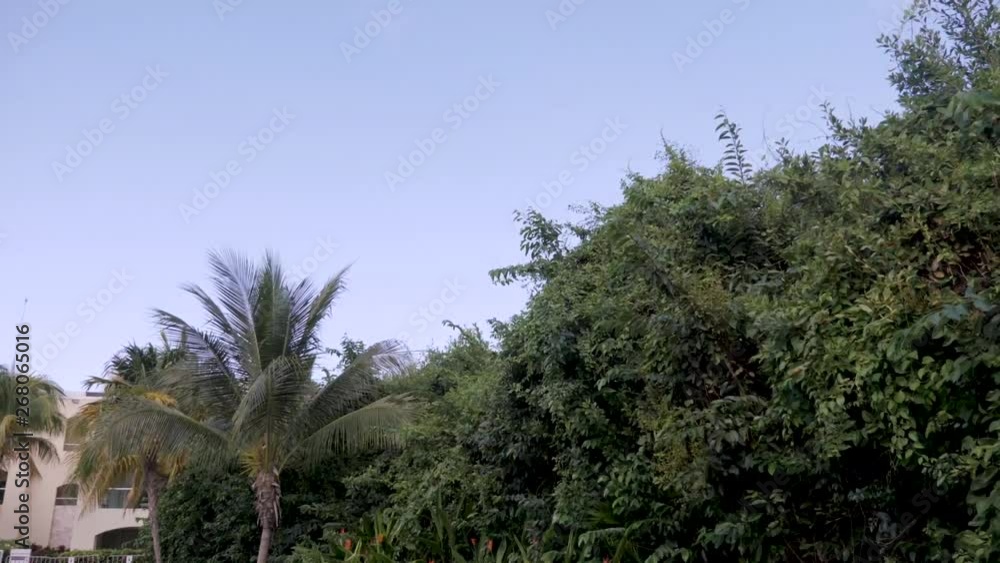 A forested walkway at a resort in Mexico A forested walkway at a resort in Mexico