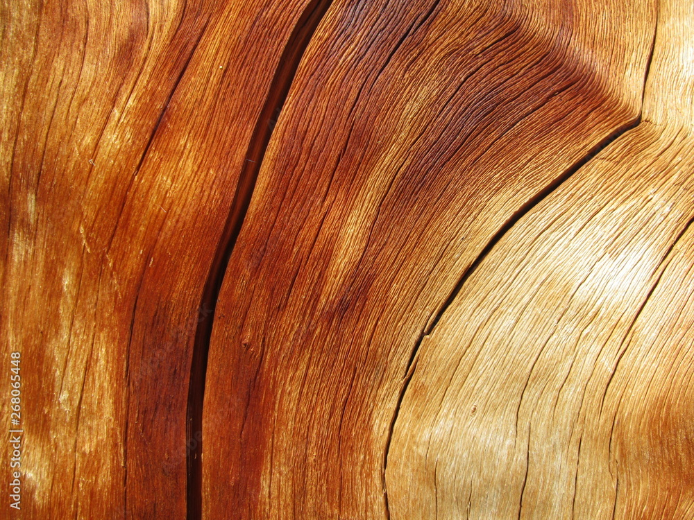 Close-up of golden tree trunk wood grain in Beartooth Mountains, Montana Close-up of golden tree trunk wood grain in Beartooth Mountains, Montana