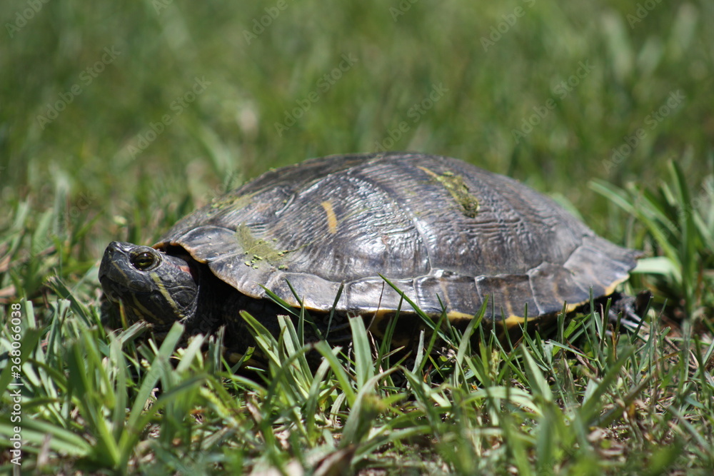 Obraz premium Late Day Sun 2019