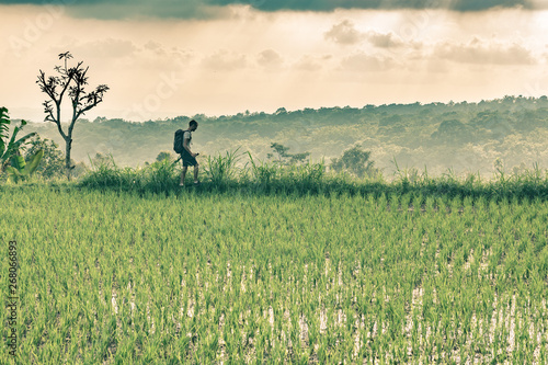 Backpacker walking among rice fields on a cloudy day. retro toning colors