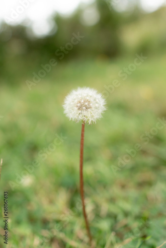 dandelion © will