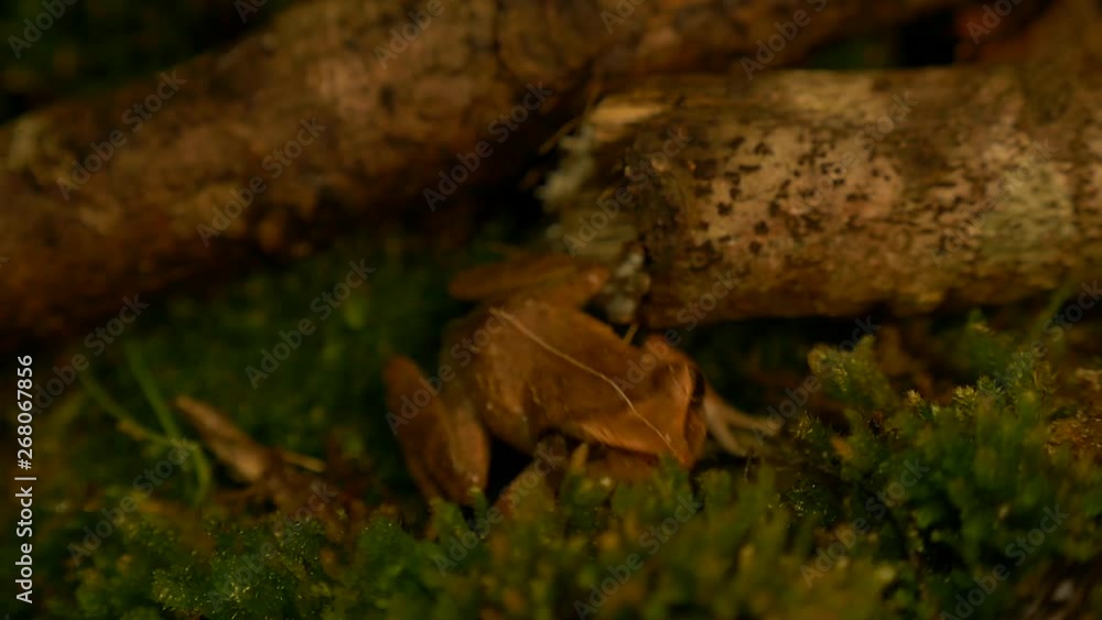 macro closeup slow motion of a coqui frog jumping macro closeup slow motion of a coqui frog jumping