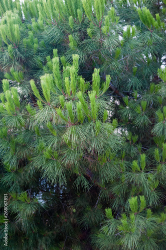 Green mountain pine Pinus mugo closeup with young cones on blurred colorful autumn forest background with beautiful bokeh. Christmas theme.