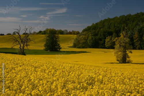 beautiful rape field in hilly landscape in Holstein Switzerland