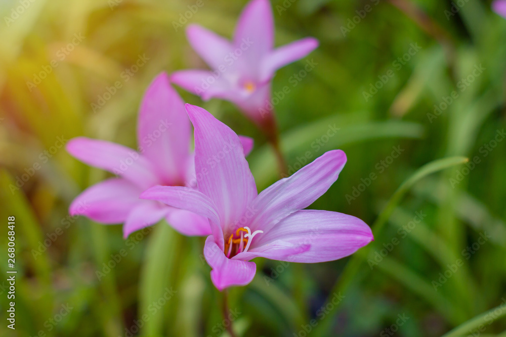 Zephyranthes flower beautiful